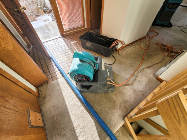 Best Professional water damage repair  in Pahoa, HI
