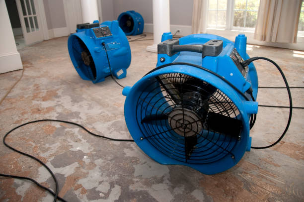 Best Mold removal after water damage  in Pahoa, HI